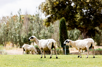 haciendazorita4